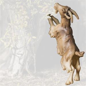 A-Goat on hind legs